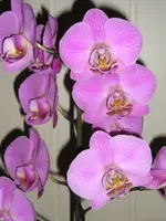 Orchideen1 September 2008.webp