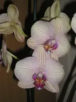 Orchideen 2September 2008.webp