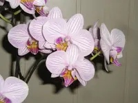 Orchideen 3September 2008.webp