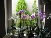 Orchideen August 2008.webp