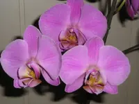 Orchideen September 2008.webp