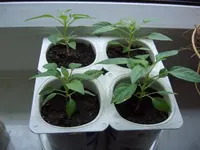 CIMG2107.webp