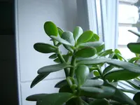 IMGP5557_1.webp