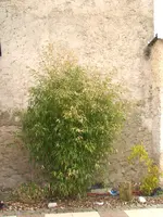 2009KW10_9830.webp