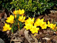 Krokus_9812.webp