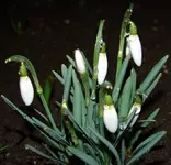 Schneeglocke_9837.webp