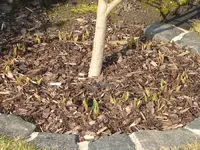 Tulpe_9811.webp