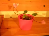 verschiedenes 030.webp