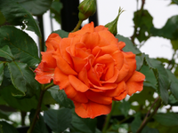 k-P1010378.webp