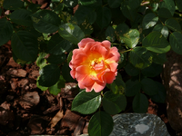 k-P1010393.webp