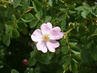 k-P1010446W.Rose.webp