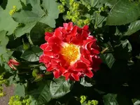 k-P1010458.webp