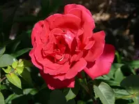 k-P1010480Rose.webp