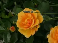 k-P1010497Rose.webp