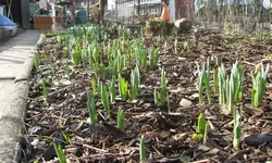 Garten09 001.webp