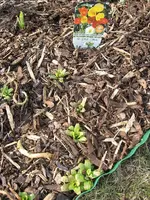 Garten09 007.webp