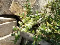 Hecke 2.webp