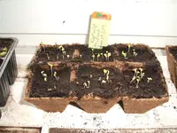 Garten 004.webp