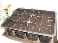 Garten 006.webp