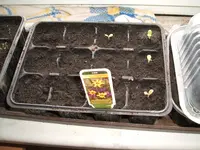 Garten 007.webp