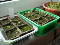 Garten 009.webp