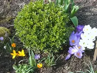 frühling09.03.2008 004.webp