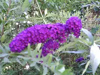 PIC00026.webp