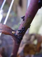 P3040031.webp
