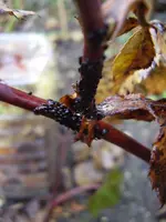 P3040033.webp