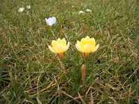 Garten 011.webp