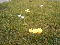 Garten 013.webp