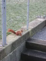 Eichhörnchen 3.webp