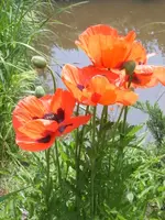 blumenbilder neu 018.webp