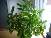 IMGP5563_1.webp