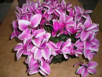 Alpenveilchen mit 53 Blüten.webp