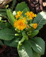 P1030911_489_600.webp