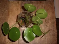CIMG3142.webp