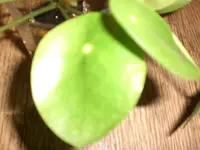 CIMG3143.webp