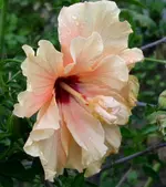 PICT0018.webp