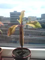 DSC00106.webp