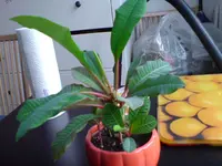 DSC00254.webp
