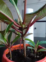 DSC00255.webp