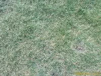 Rasen 2.webp
