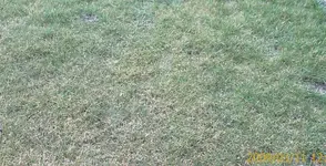 Rasen3.webp