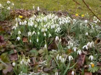 Garten Anfang März.09 012.webp