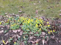 Garten Anfang März.09 014.webp