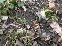 Garten Anfang März.09 017.webp