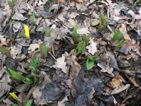 Garten Anfang März.09 021.webp