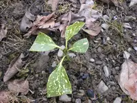 Garten Anfang März.09 023.webp