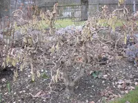 Garten Anfang März.09 024.webp